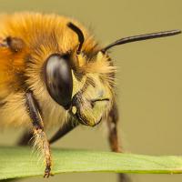 Hairy Footed Flower Bee 1 